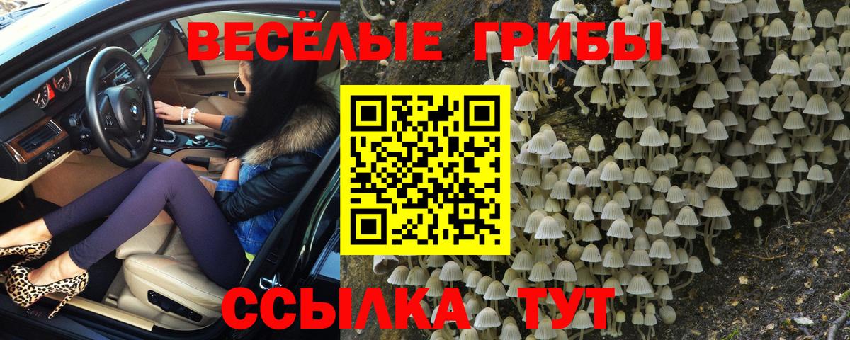 закладка  Псилоцибиновые грибы ЛСД  Псилоцибиновые грибы Psilocybine cubensis  Вход с VPN  Димитровград 